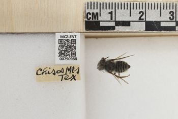 Media type: image;   Entomology 790988 Aspect: Labels